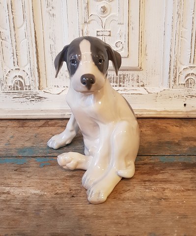 Royal Copenhagen figur - Pointer hvalp No. 259