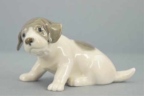 Royal Copenhagen; Figurine of porcelain, pointer puppy #1311
