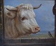 CHARLES JONES (f. 1836, d. 1892) engelsk kunstner.
Olie på lærred.
Hvid tyr og lille fugl i stalddør.