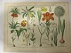 Blumentafeln
Schöne Blumentafeln ab den 1880-Jahren
42cm x 32cm
28 verschiedene Tafeln (die Fotos sind nur 
Beispiele)