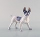 Royal Copenhagen porcelænsfigur. Boston terrier. Modelnummer 1457. 
