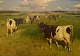 Knud Edsberg (1911-2003), Danish artist. Oil on canvas. Field landscape with 
cows. Mid-20th century.
