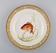 Royal Copenhagen Fauna Danica fisketallerken i håndmalet porcelæn med fisk og 
gulddekoration. Modelnummer 19/3549. Dateret 1964.
