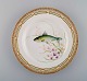 Royal Copenhagen Fauna Danica fish plate in hand-painted porcelain with fish and 
gold decoration. Model number 19/3549. dated 1963.

