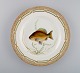Royal Copenhagen Fauna Danica fisketallerken i håndmalet porcelæn med fisk og 
gulddekoration. Modelnummer 19/3549. 
