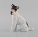 Classic Rose Collection. Rosenthal Group. Wire haired fox terrier in 
hand-painted porcelain. Mid-20th century.
