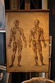 Decorative, old teaching poster of human anatomy, 
paper on canvas with a really nice patina. 
83x57cm.