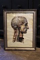 1800 tals gravure af menneske kroppens anatomi (hoved) ...