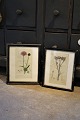 2 decorative old 19th century hand-colored botanical engravings framed in old 
black wooden frames...