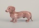 Bing & Grøndahl, rare porcelain figurine of a dachshund.