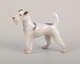 Bing & Grøndahl, porcelain figurine of a Wire Fox Terrier.