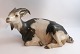 Royal Copenhagen. Liegende Ziege. Modell # 466. Länge 27,5 cm. (1 Wahl). 
Hergestellt vor 1923.