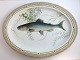 Lundin Antique 
präsentiert: 
Royal 
Kopenhagen. 
Fauna Danica, 
Fisch. Ovale 
Servierplatte. 
Modell Nr. 19 - 
3520. ...